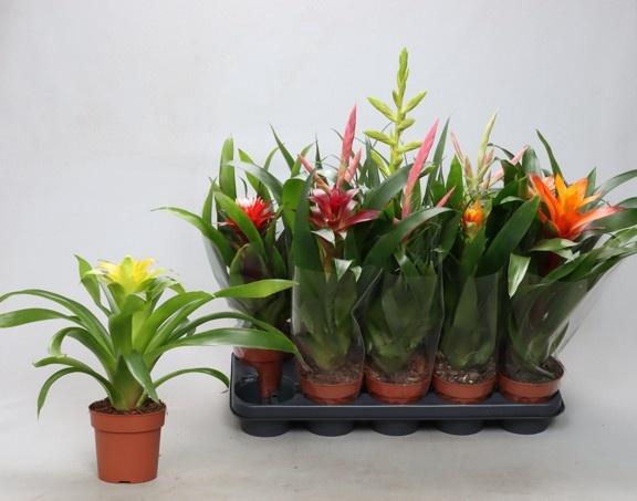 <h4>BROMELIA GEM</h4>