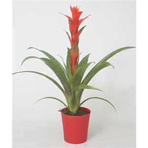 Guzmania 'Ostara' in rode plastic pot