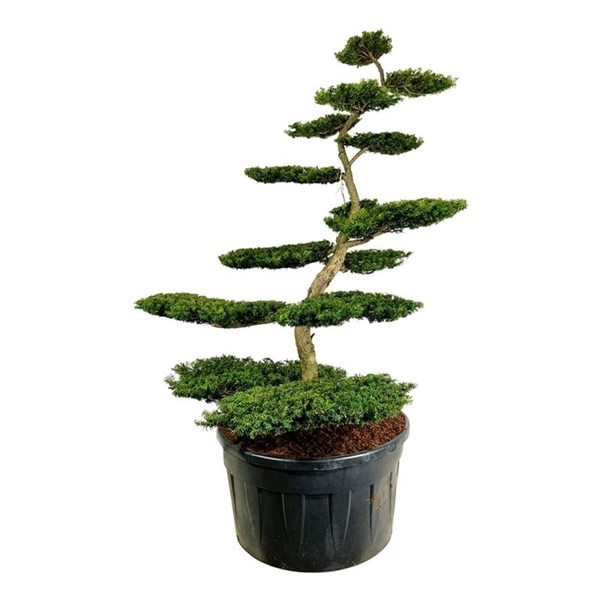 <h4>Taxus b. 'Summergold'</h4>