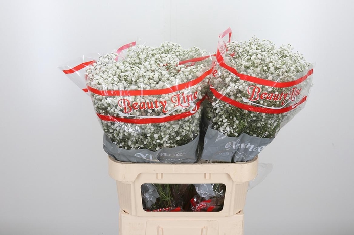 <h4>Gyps Pa Xlence</h4>