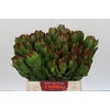 Leucadendron Goldstrike
