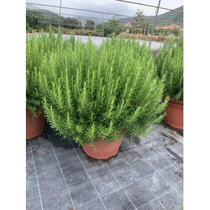 Rosmarinus officinalis overig