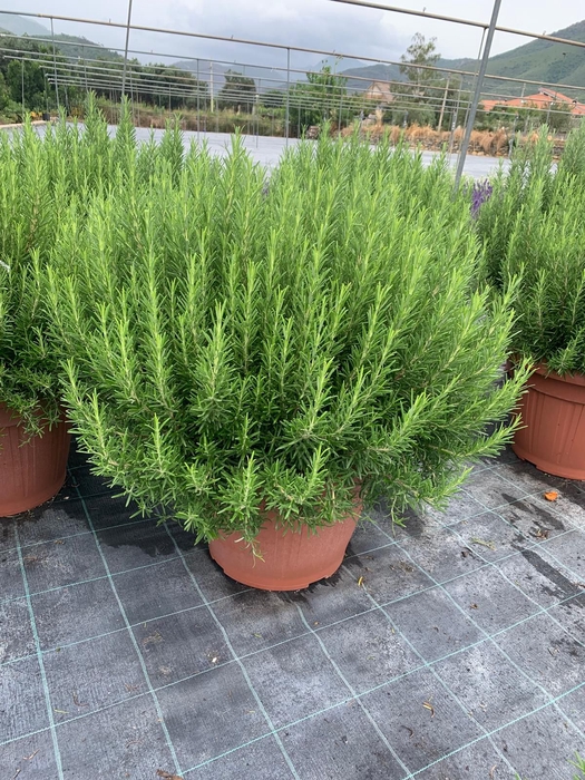 <h4>Rosmarinus officinalis overig</h4>