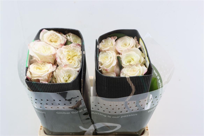 <h4>R Gr Ashley White</h4>