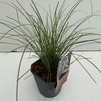 Carex 'Prairy Fire'