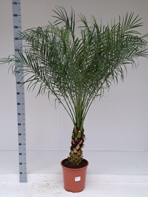 PHOENIX ROEBELENII