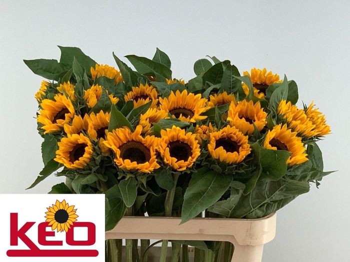 <h4>HELI SUNRICH ORANGE</h4>