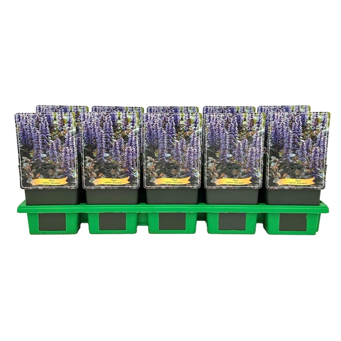 <h4>Ajuga</h4>