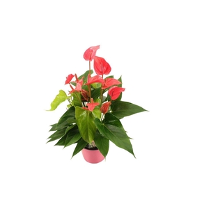 Anthurium XL.60 Lindey Pink 14cm
