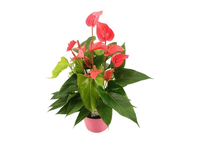 <h4>Anthurium XL.60 Lindey Pink 14cm</h4>