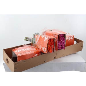 R Gr Assorti Mixed Box 40cm CO