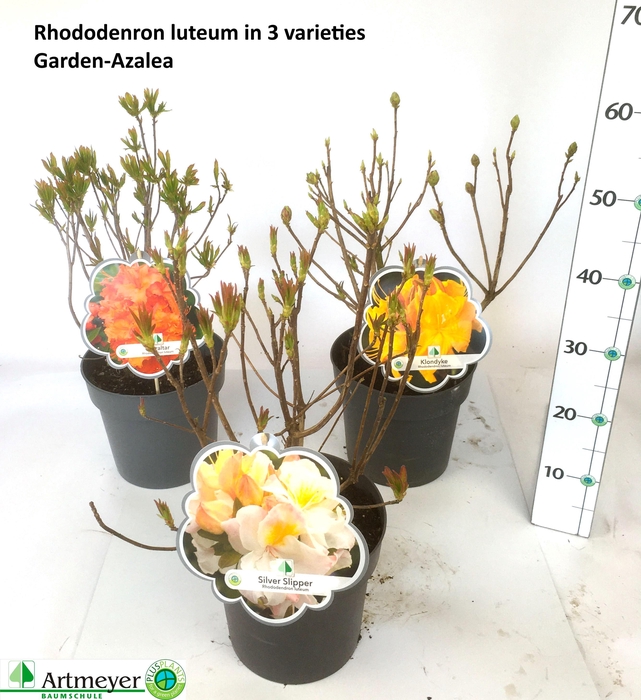 <h4>RHOD LUTEUM</h4>