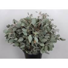 EUC. POPULUS 300 GR ATL