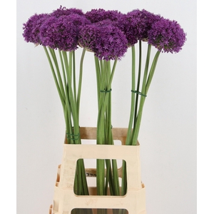 ALLIUM GIGANTEUM