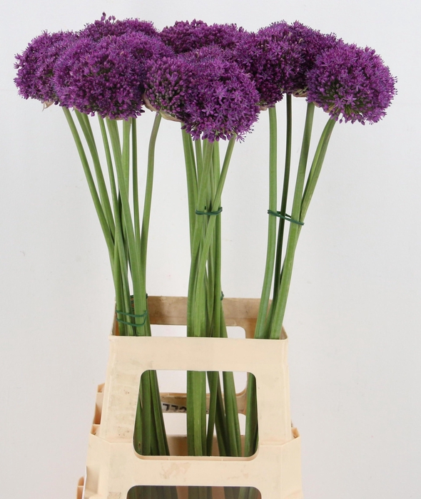<h4>ALLIUM GIGANTEUM</h4>