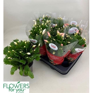 Schlumbergera gemengd 2 kleuren