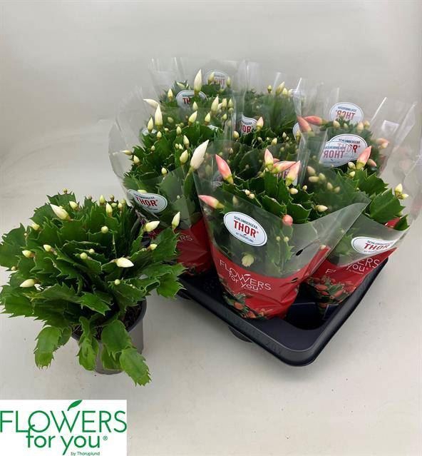 <h4>Schlumbergera gemengd 2 kleuren</h4>