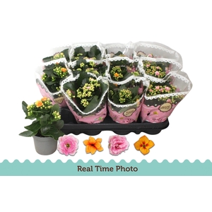 KAL GE GEM TWEEKL BL