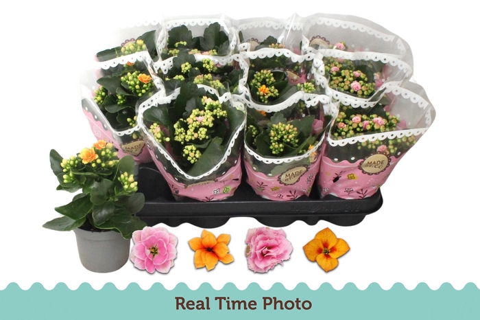 <h4>KAL GE GEM TWEEKL BL</h4>