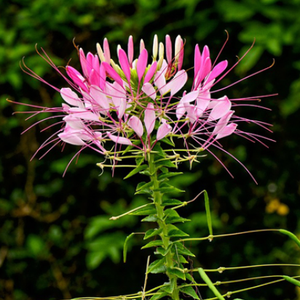 Cleome