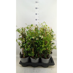 Trachelospermum jasm.