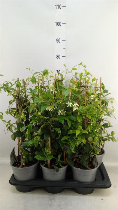 <h4>Trachelospermum jasm.</h4>