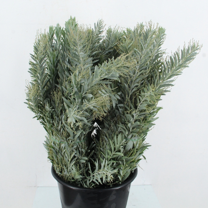 <h4>ACACIA H CLAIR LUNE</h4>
