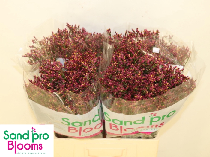 <h4>LIM SIN SCARLET DIA</h4>