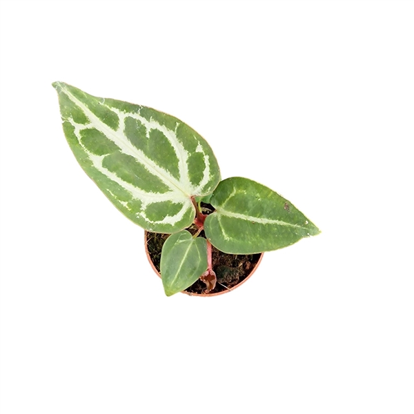<h4>Anthurium Snow Queen</h4>