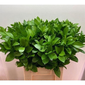 RUSCUS HYPOPHYLLUM