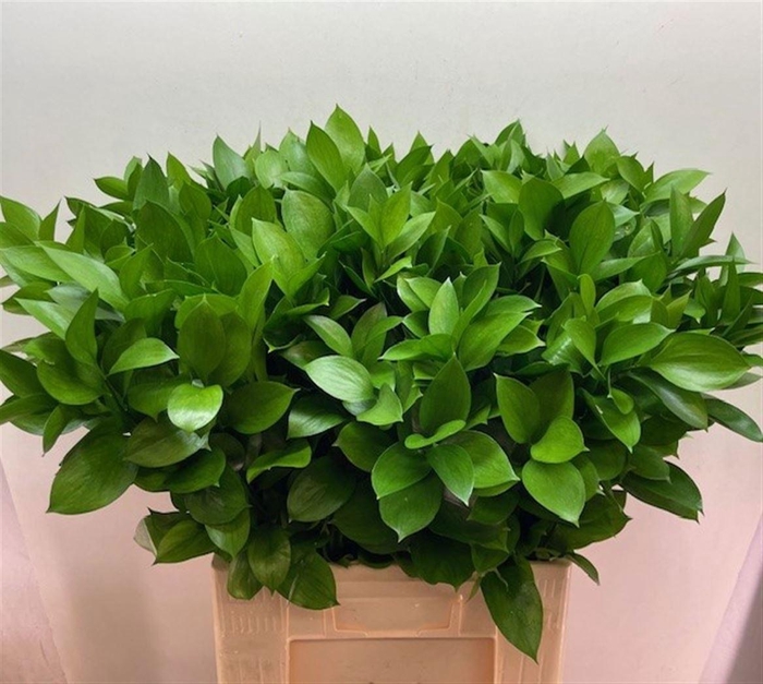 <h4>RUSCUS HYPOPHYLLUM</h4>