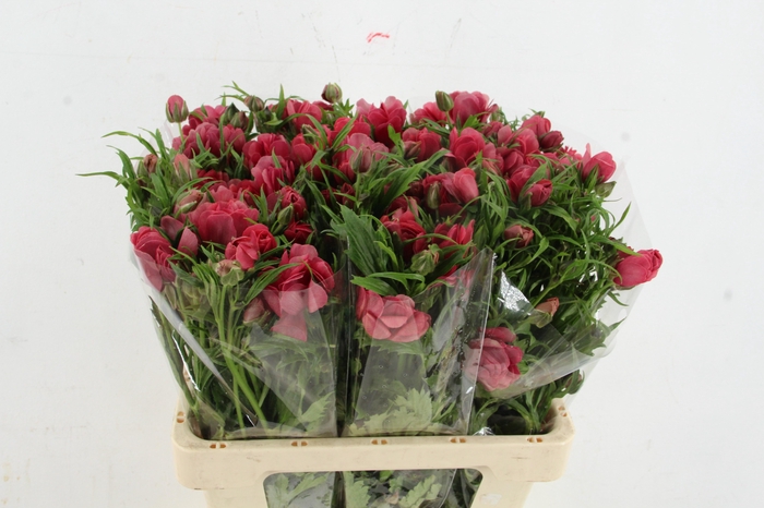 <h4>RAN MODERNA ENERGIA</h4>