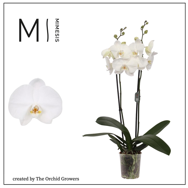 <h4>Mimesis Phal. Ural - 2 spike 12cm</h4>