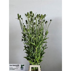 Dipsacus