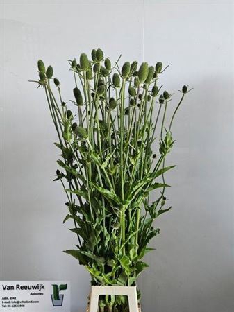 <h4>Dipsacus</h4>