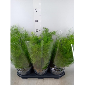 Asparagus dens. 'Sprengeri'