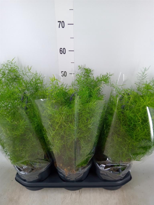 <h4>Asparagus dens. 'Sprengeri'</h4>