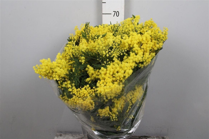 <h4>Acacia Mirandol Per Bunch 500 Gram</h4>