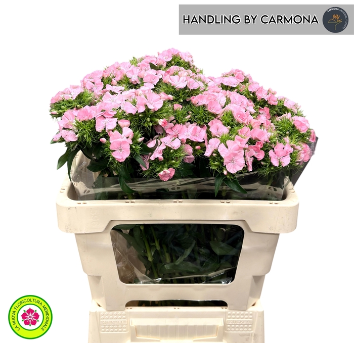 <h4>DI BARB EARL BRE</h4>