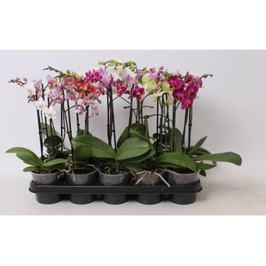 Phalaenopsis Multifloratypes gemengd 5 kleuren