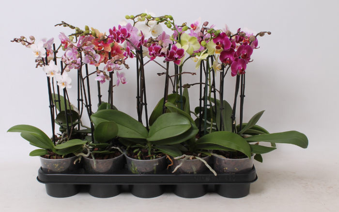 <h4>Phalaenopsis Multifloratypes gemengd 5 kleuren</h4>