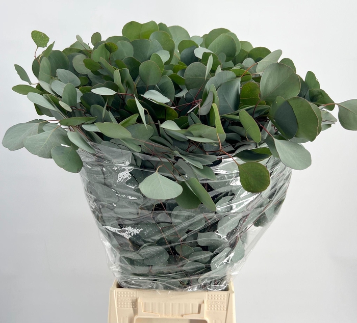 <h4>Euc. Populus Leaf</h4>