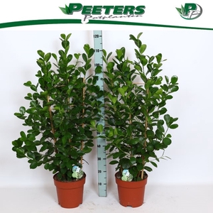 Ficus Microcapra Moclame 24Ø 105cm 6pp