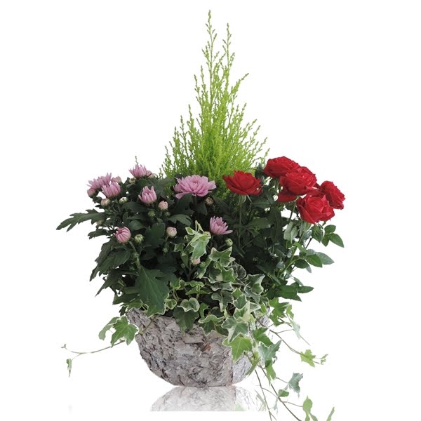 <h4>Collectie Betula Arrangement in Berkenpot 25 cm</h4>