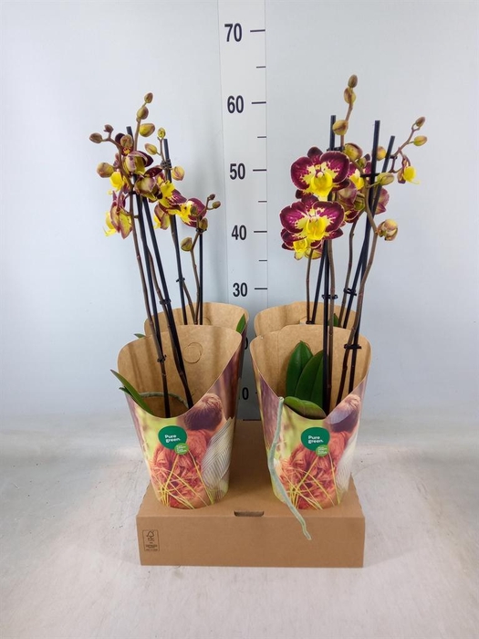 <h4>Phalaenopsis   ...yellow</h4>