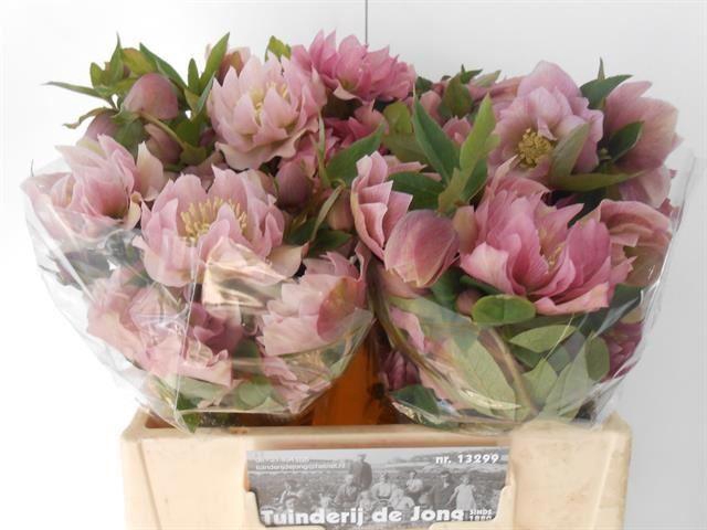 <h4>HELLEBORUS DOUBLE ELLEN PINK</h4>