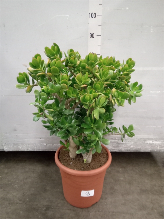 Crassula ovata