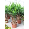 Yucca elephantipes over