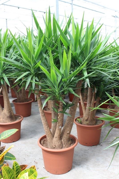 <h4>Yucca elephantipes over</h4>