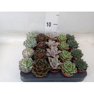 Echeveria   ...mix